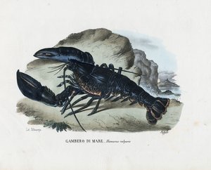Crostacei, 1863-79 da Raimundo Petraroja